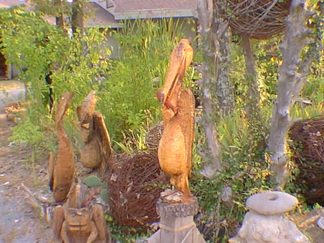 hickorypelican